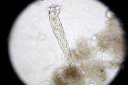 代表的な微生物　フィロジナ